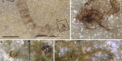 Una larva de mosquito hallada en Mallorca tiene 247 millones de a�os