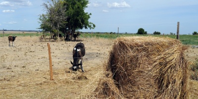 Vald�s califica como �muy critica� la situaci�n provocada por la sequ�a