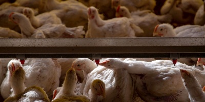 Confirmaron un brote de gripe aviar en Montevideo tras la muerte de gallinas en la zona de El Monarca