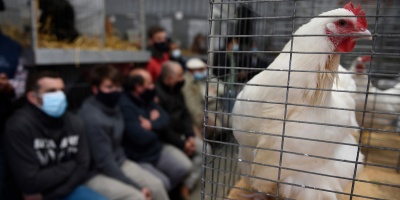 Gripe aviar: casos detectados hasta el momento no afectan estatus sanitario de Uruguay