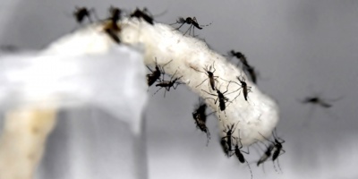 Primer caso de dengue importado en Paysand�