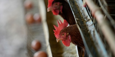 Brote de gripe aviar se registr� en la localidad de Estaci�n Tapia, Canelones.