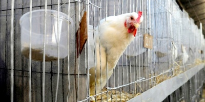 La inspeccin de Trabajo estar pendiente de la aplicacin de las medidas preventivas por gripe aviar para quienes trabajan expuestos a aves silvestres y domsticas