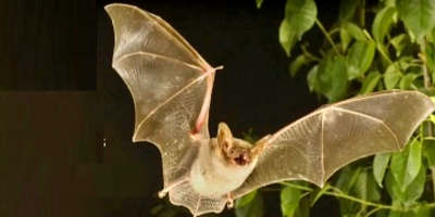 Salud P�blica alerta sobre "riesgo para las personas y mascotas" que entren en contacto con murci�lagos tras verificarse caso de rabia