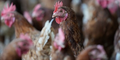 Facultad de Ciencias public� informe y recomendaciones sobre Gripe Aviar