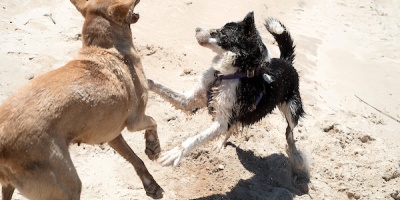 Valoran positivamente la creaci�n del Programa Nacional de Albergues para animales 