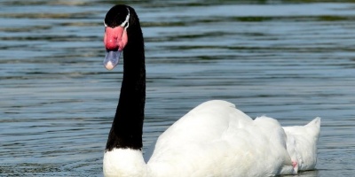 Detectaron Gripe Aviar en San Jos�