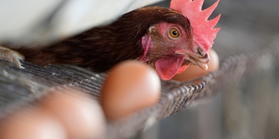 La vacunaci�n contra la gripe aviar comenzara antes del 15 abril
