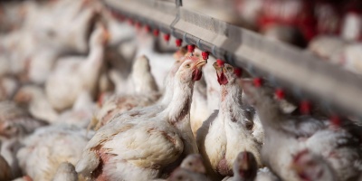 Productores de pollos temen que Uruguay pierda el estatus sanitario por gripe aviar 