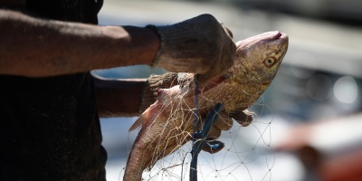 CIPU denunci� que peligra el abastecimiento de pescado para el viernes santo por medidas de Fancap