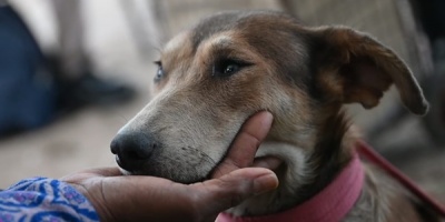 Congreso de Intendentes destac� trabajo de INBA para combatir superpoblaci�n canina 