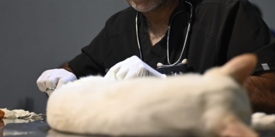 Reclaman la vuelta de la "perrera"