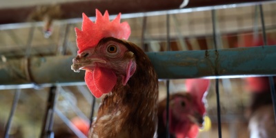 La C�mara Uruguaya de Procesadores Av�colas pide crear un GACH aviar