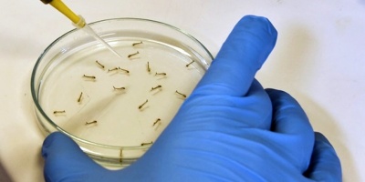 Detectaron en Fray Bentos un segundo caso de Chicungunya importado