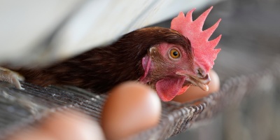 Se detect� en San Jos� el noveno foco de gripe aviar en nuestro pa�s