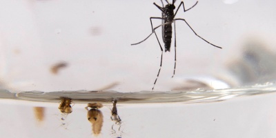 Alerta por casos de chikungunya