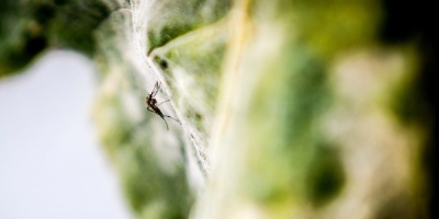 Uruguay pas� de tener casos importados de Dengue o Chikungunya, a tener personas que se infectan en el pa�s