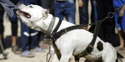 La Polic�a de Paysand� investiga la muerte de un hombre que fue atacado por un perro, presuntamente un pitbull