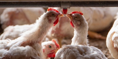 El ministro de Ganaderia Agricultura y Pesca anunci� que la primera semana de mayo se inicia la vacunaci�n contra la gripe aviar