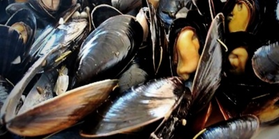 Detectan marea roja en Rocha 