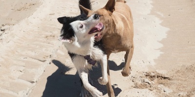 INBA pidi� apoyo al Congreso de Ediles para lograr un compromiso nacional en pol�ticas de bienestar animal