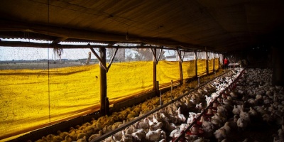 Se inicia la vacunaci�n obligatoria contra la gripe aviar