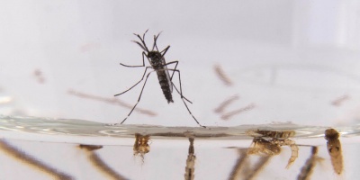 Primer caso de chikungunya en Montevideo.