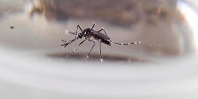 MSP intensifica vigilancia por virus Chikungunya en Montevideo