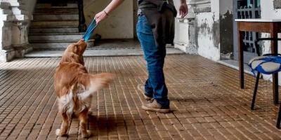 Plataforma Animalista pidi� "responder con veracidad" a la pregunta del Censo sobre la cantidad de perros y gatos en el hogar