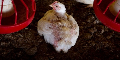 Detectaron nuevo brote de gripe aviar