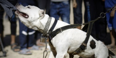 Permanece internada en CTI la ni�a de Lascano -de un a�o de edad- que fue atacada en la cabeza por un perro Pitbull, infectado con rabia