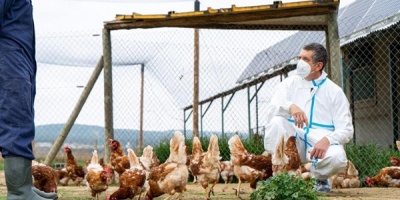 La OMS considera que la transmisi�n entre humanos del brote de gripe aviar detectado en Reino Unido es "baja"