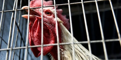 El Ministerio Interior y el INBA realizaron un allanamiento en plena ria de gallos que se desarrollaba en Salto 
