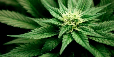 Un fármaco se muestra prometedor para tratar la adicción a la marihuana, según un estudio