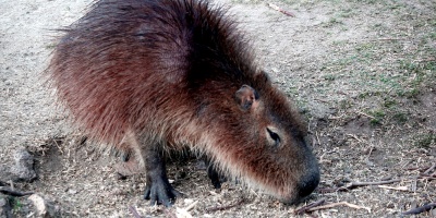 Un carpincho criado como 'mascota' atac� y mordi� a una ni�a y a su abuela en la vereda