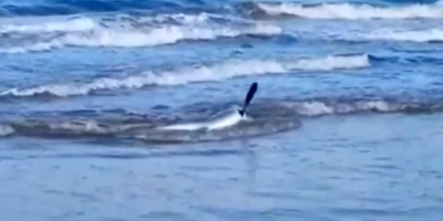Un tibur�n azul estuvo durante algunos unos minutos en las aguas del balneario Costa Azul