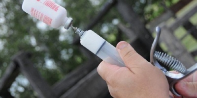 Vacunan contra la fiebre aftosa