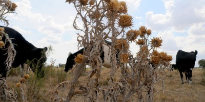 Hasta agosto no se prev�n lluvias significativas, advierte INUMET