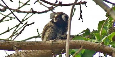Denuncian la presencia de un mono suelto en el barrio Mercado Modelo en Montevideo