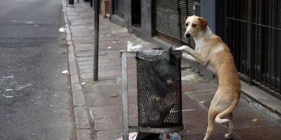 Creaci�n del INBA impuls� aumento de denuncias y rescate de animales maltratados
