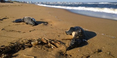 Autoridades investigan la mortandad de ping�inos registrada en las costas uruguayas