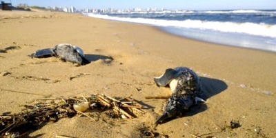 Un cicl�n tropical podr�a ser la causa de la muerte de  ping�inos, 5000 de ellos, en La Paloma