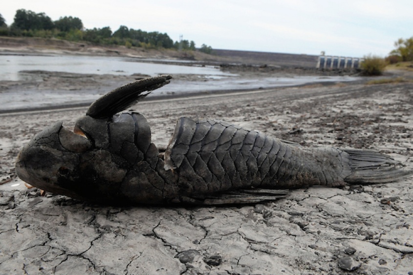  Foto: Nicol&aacute;s Celaya /adhocFOTOS