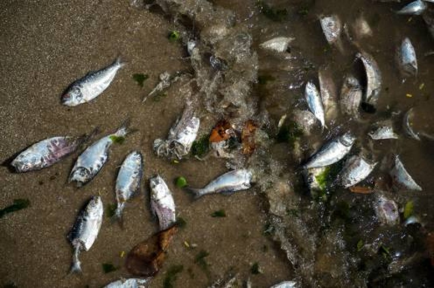 No solo por la boca muere...