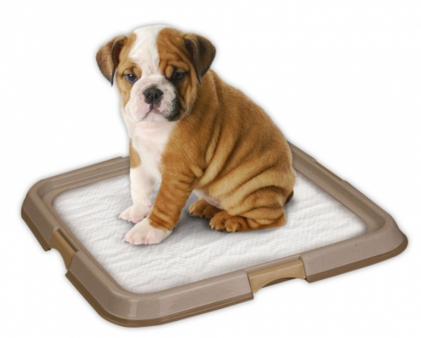 Monte Carlo y las mascotas