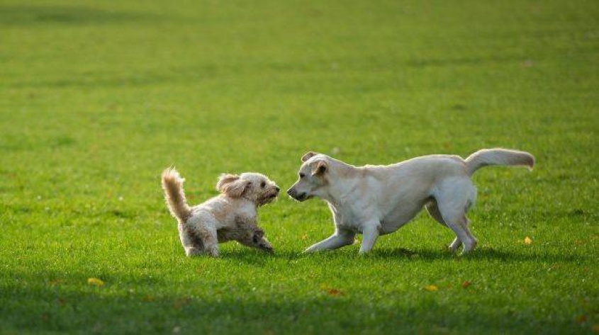 Monte Carlo y los animales