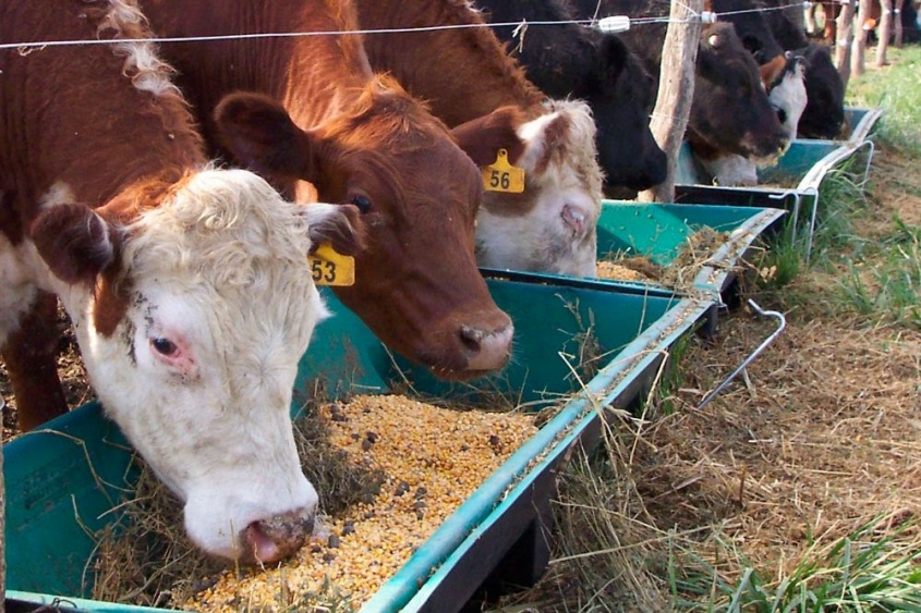 Ayuda animal