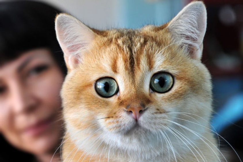 Un lindo gatito