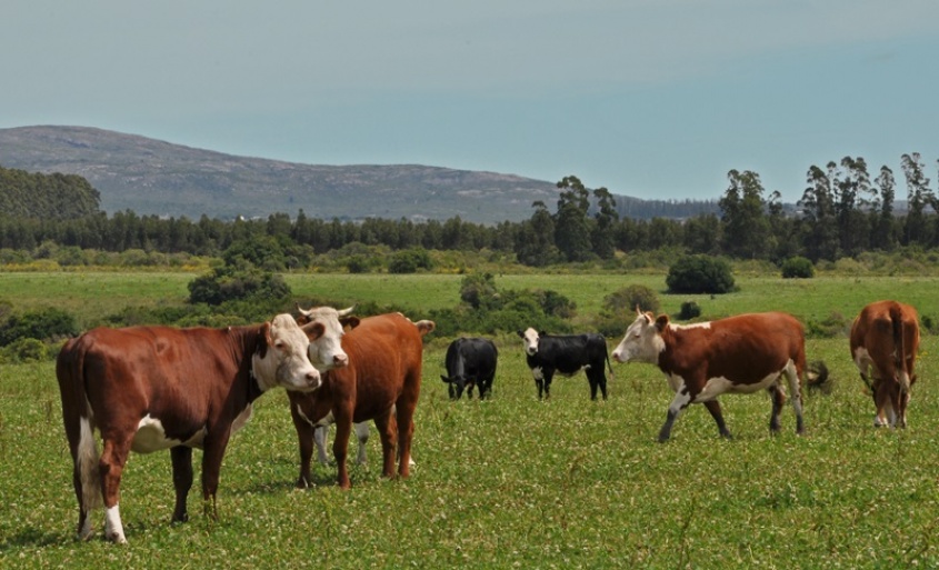 Campo contrario