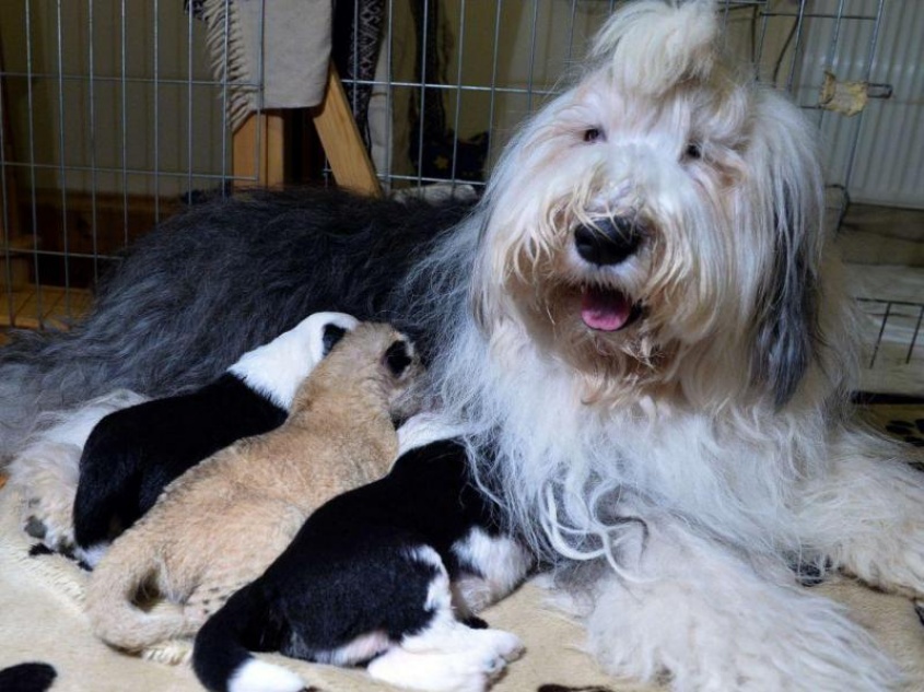 Monte Carlo y los animales